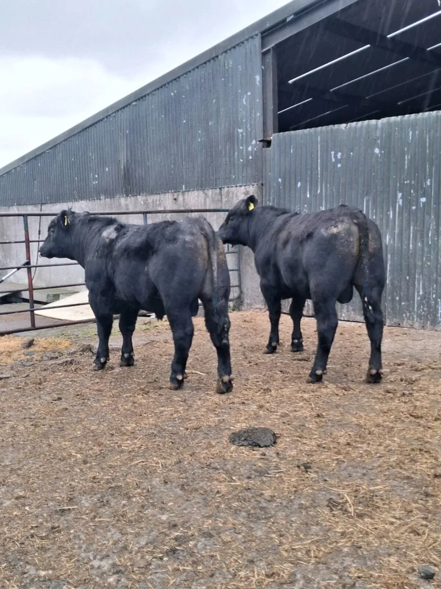 PBR Angus Bulls - Image 2