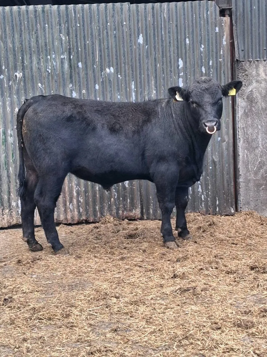 PBR Angus Bulls - Image 1