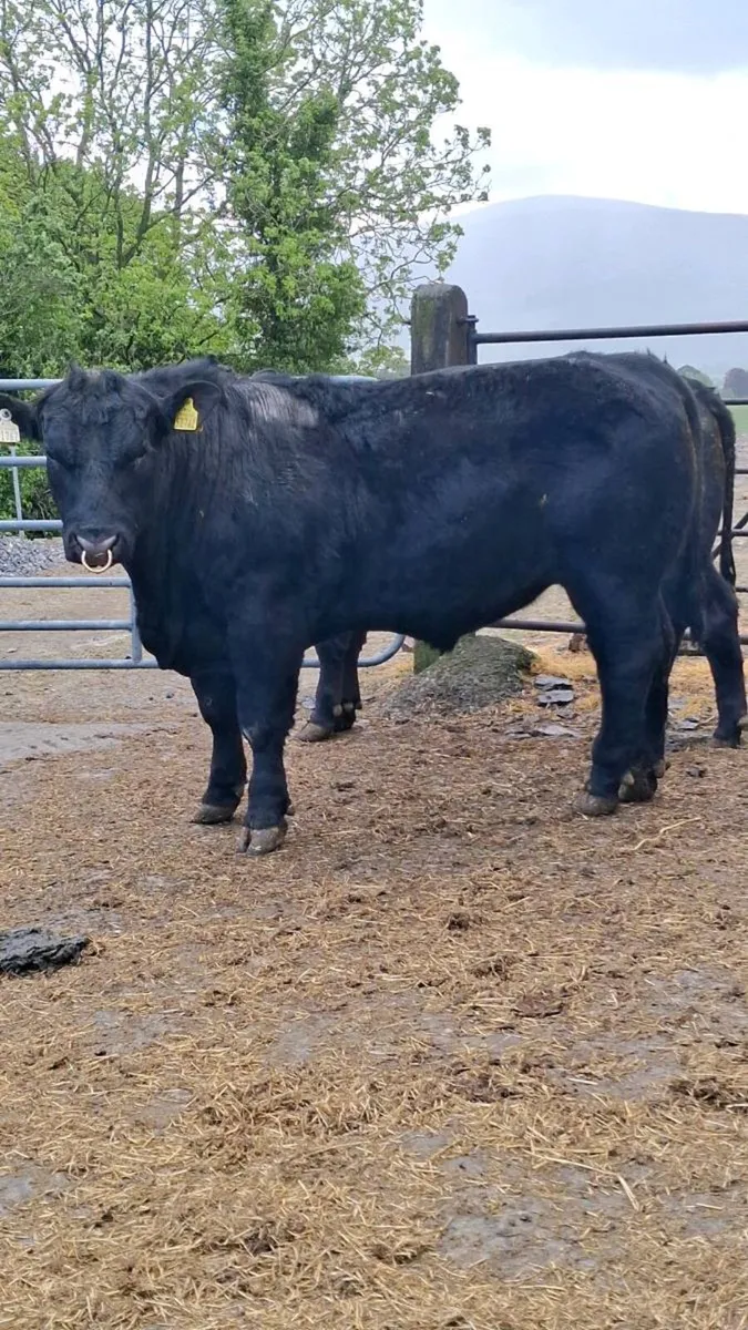 PBR Angus Bulls - Image 3