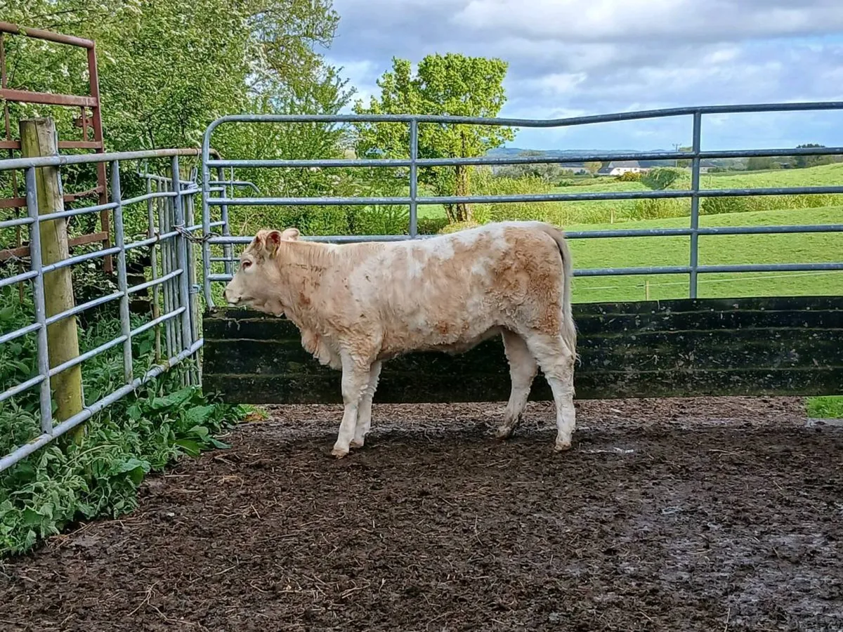 SUPER COW MAKER 🐄 - Image 2