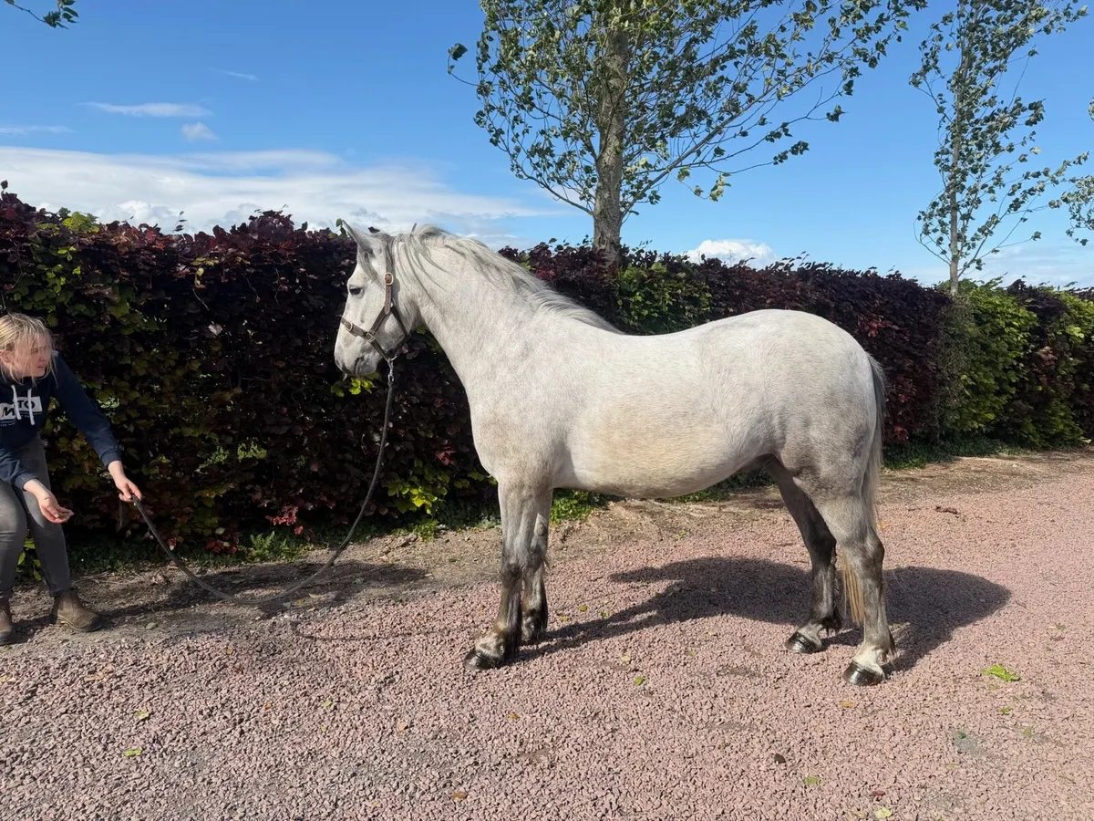 5 year old Connemara gelding - Image 1