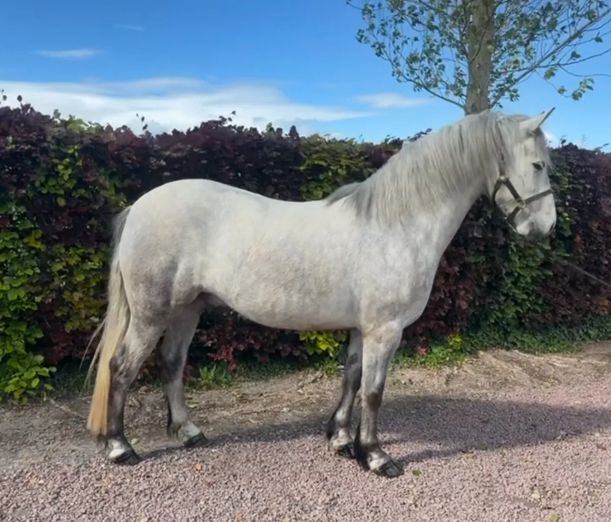 5 year old Connemara gelding - Image 2