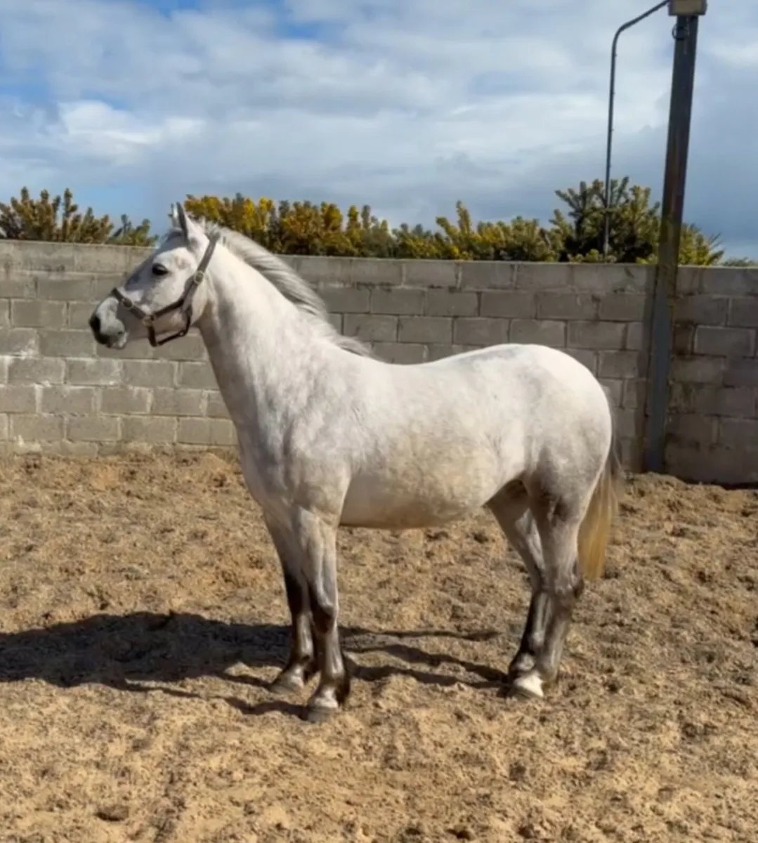 5 year old Connemara gelding - Image 3