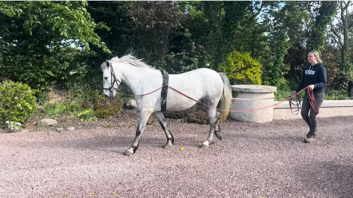 5 year old Connemara gelding - Image 4