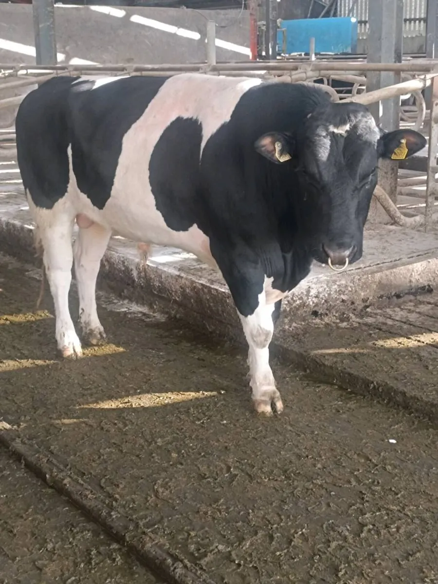 PBR British Friesian Bulls - Image 1