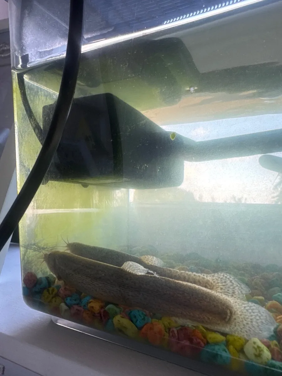 Three free weather loaches - Image 2