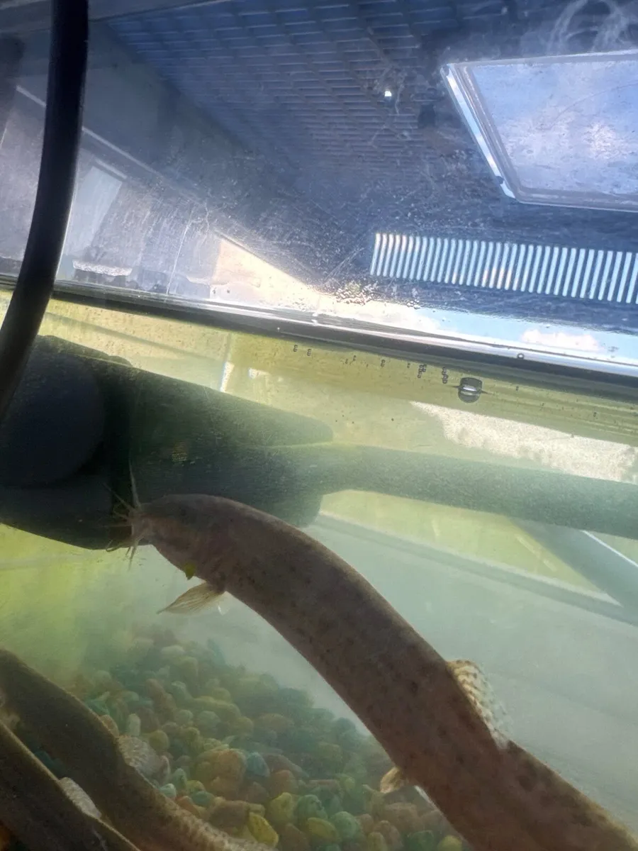 Three free weather loaches - Image 3