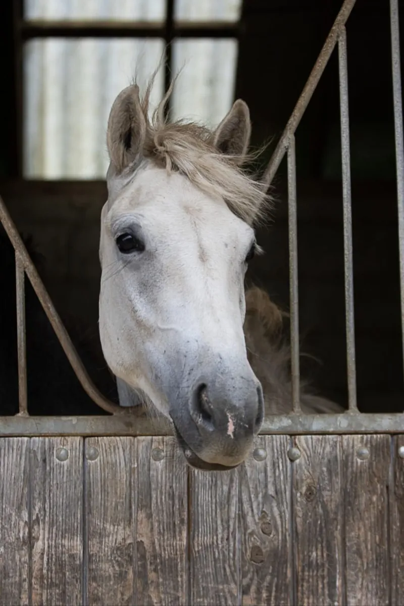 Connemara 3 year old - Image 2