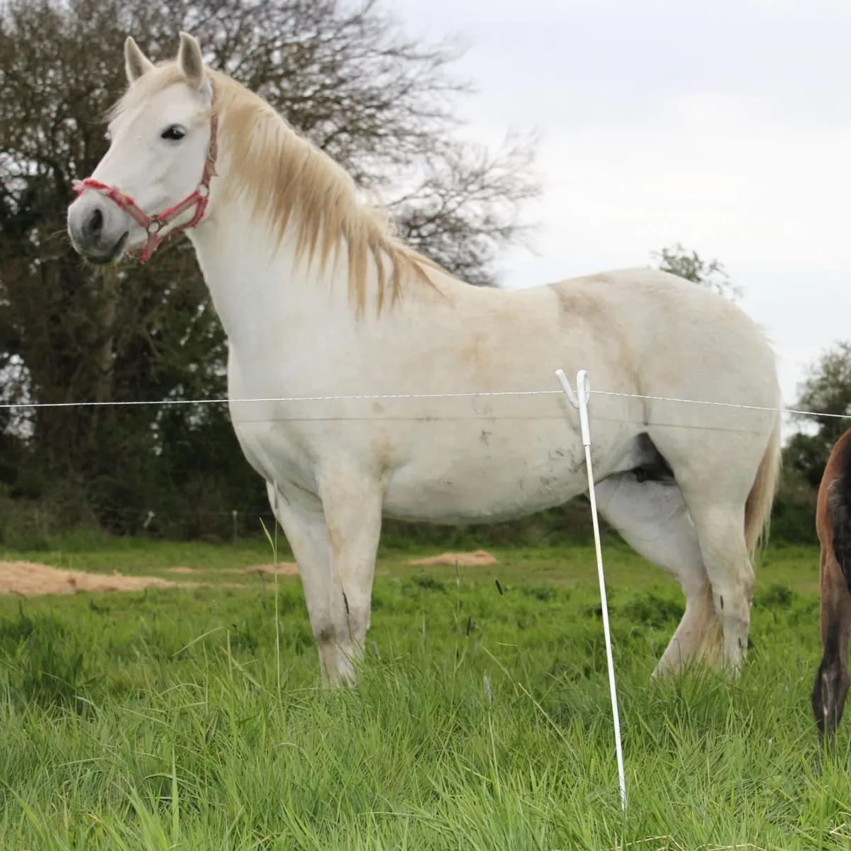 Connemara 3 year old - Image 3