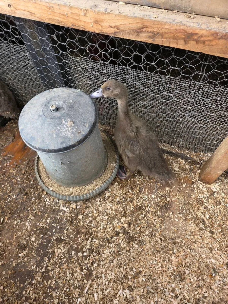 2 Ducklings kakhi Campbell - Image 1