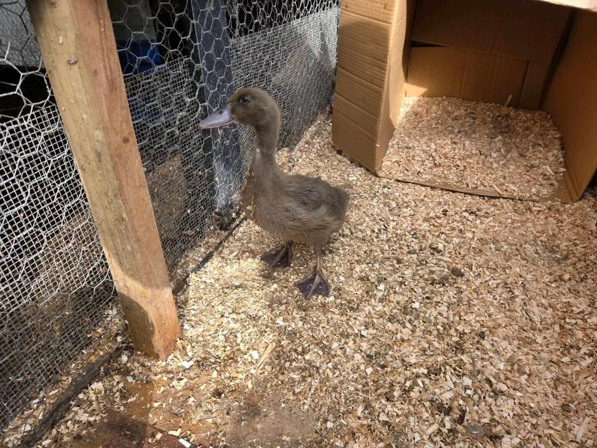 2 Ducklings kakhi Campbell - Image 2