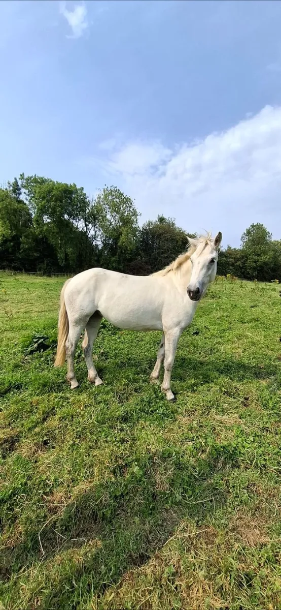 Connemara 3 year old - Image 1