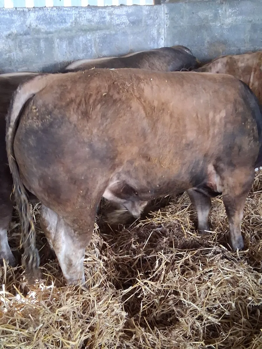 Selection of Aubrac bulls - Image 1