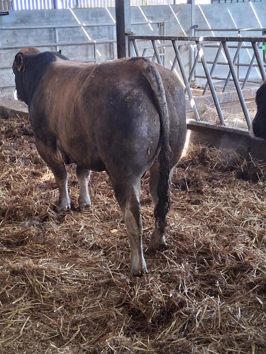Selection of Aubrac bulls - Image 2
