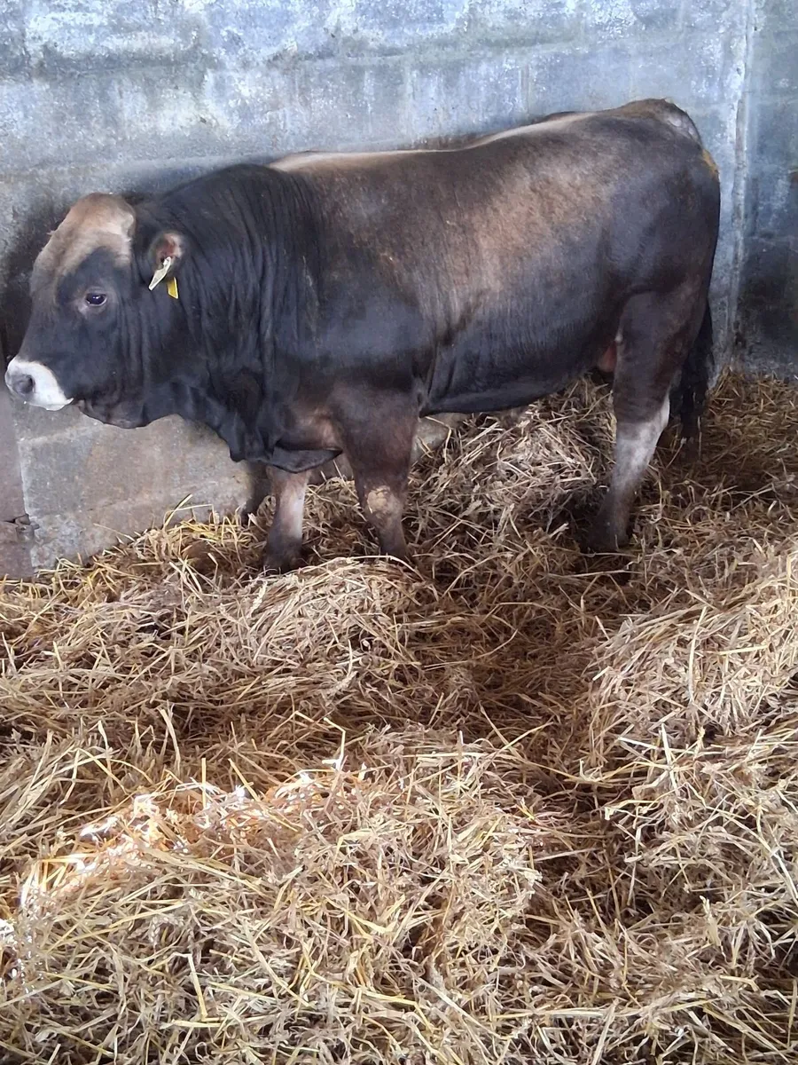 Selection of Aubrac bulls - Image 3