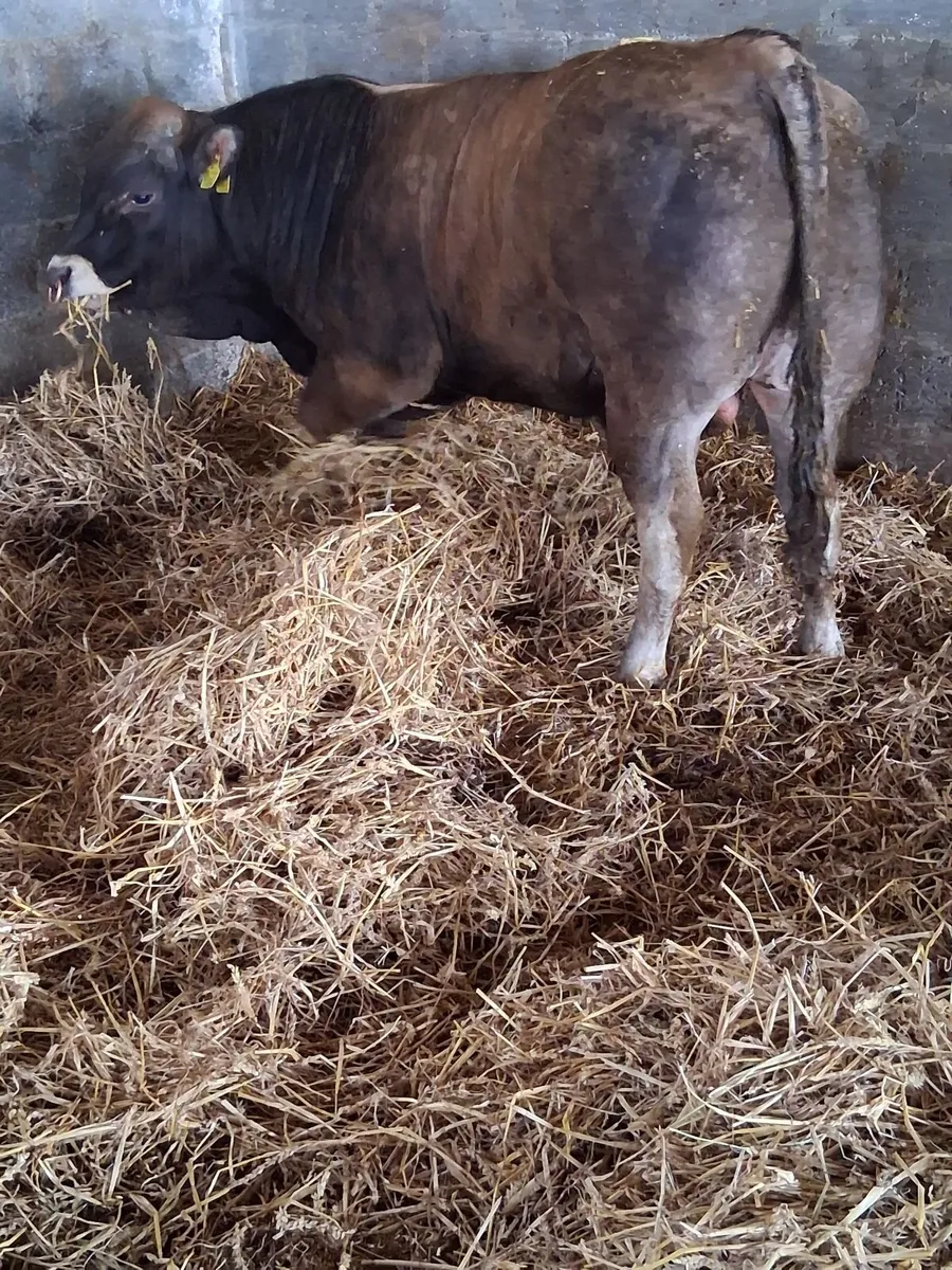 Selection of Aubrac bulls - Image 4