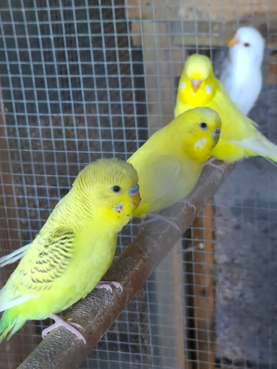 Birds - Image 2