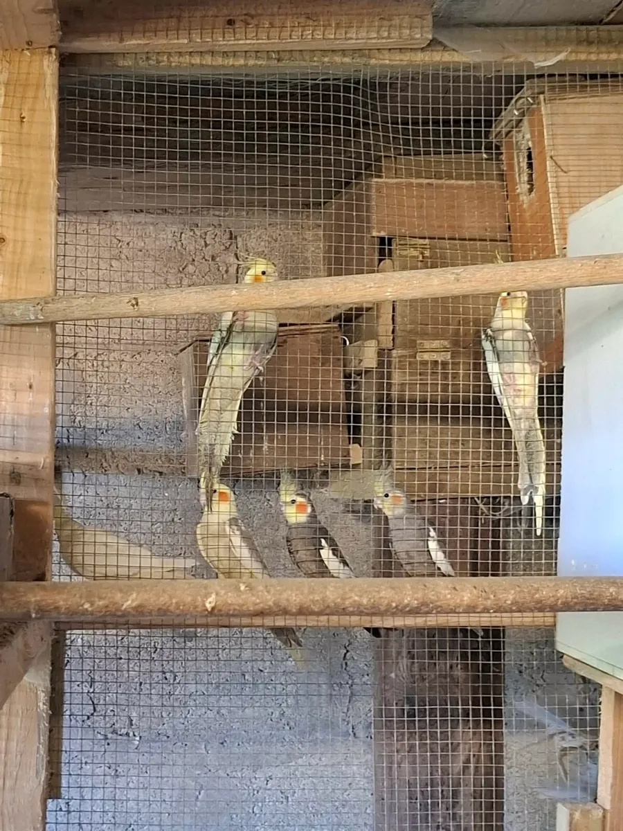 Birds - Image 4