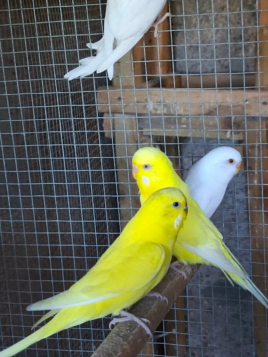 Birds - Image 3
