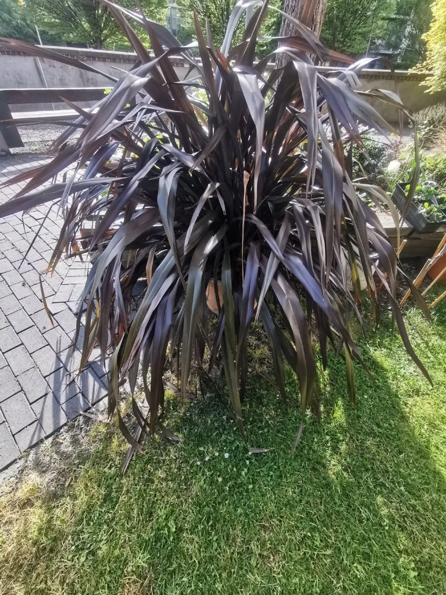 Huge New Zealand Flax plant in pot - Image 1