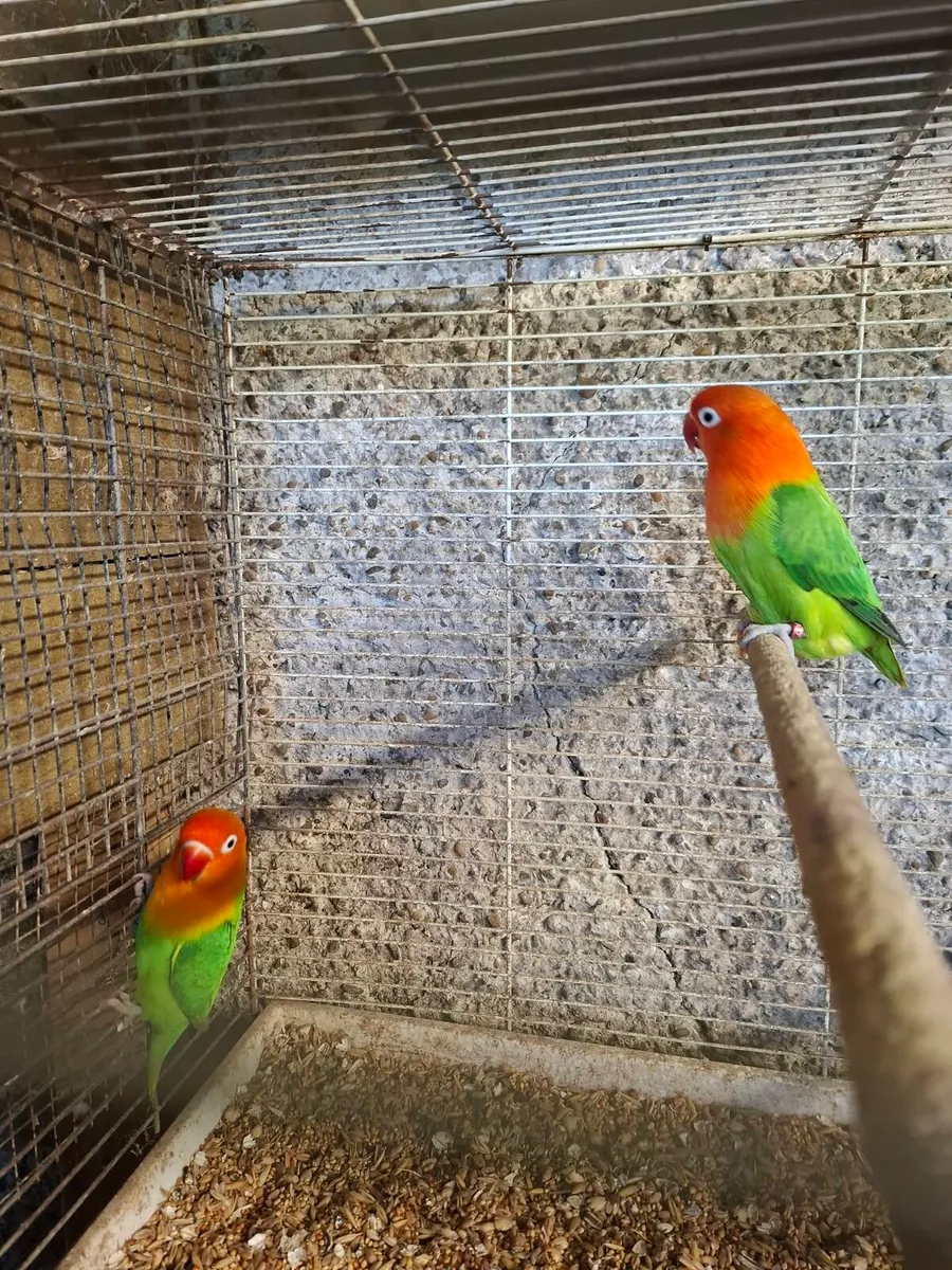 Birds - Image 1