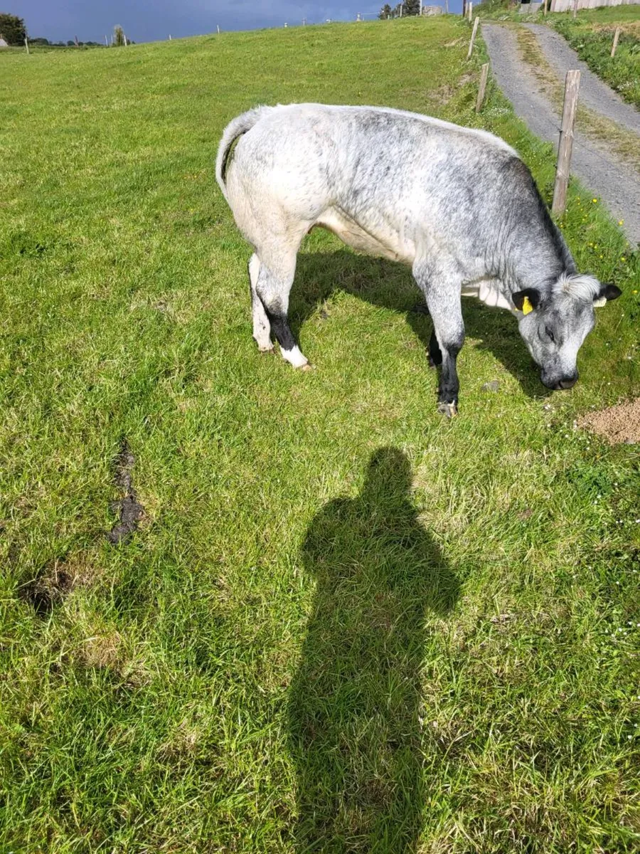 Bb heifer - Image 3