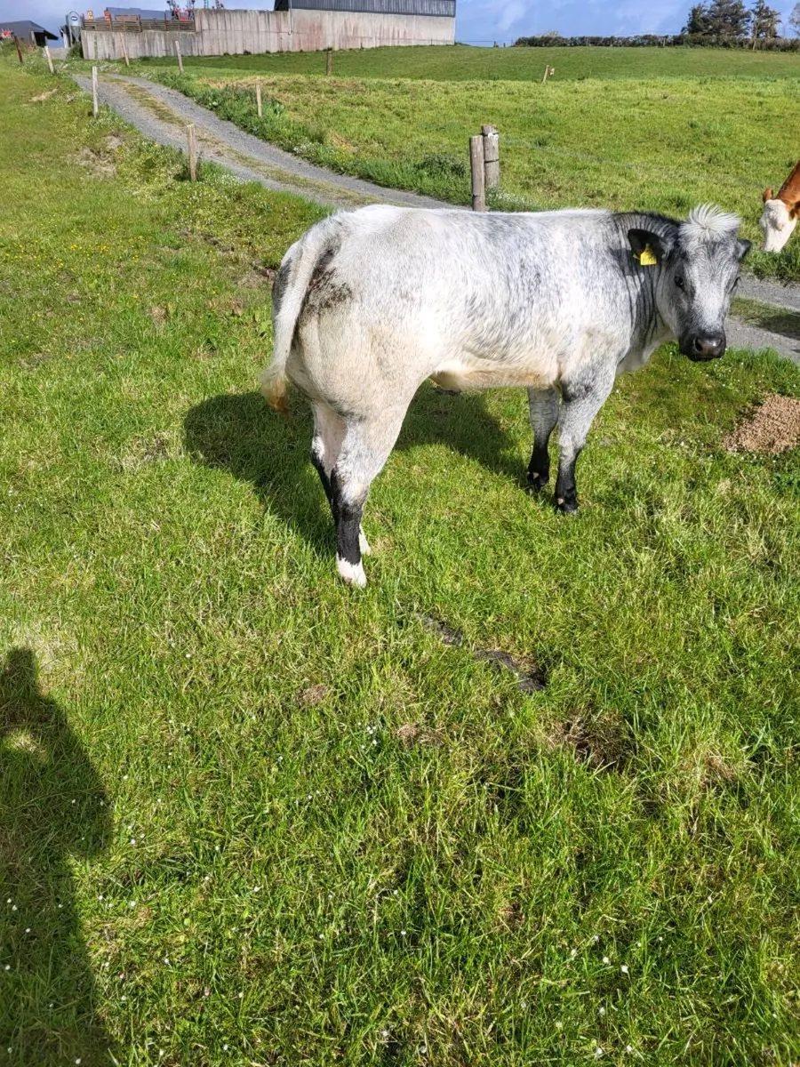 Bb heifer - Image 4
