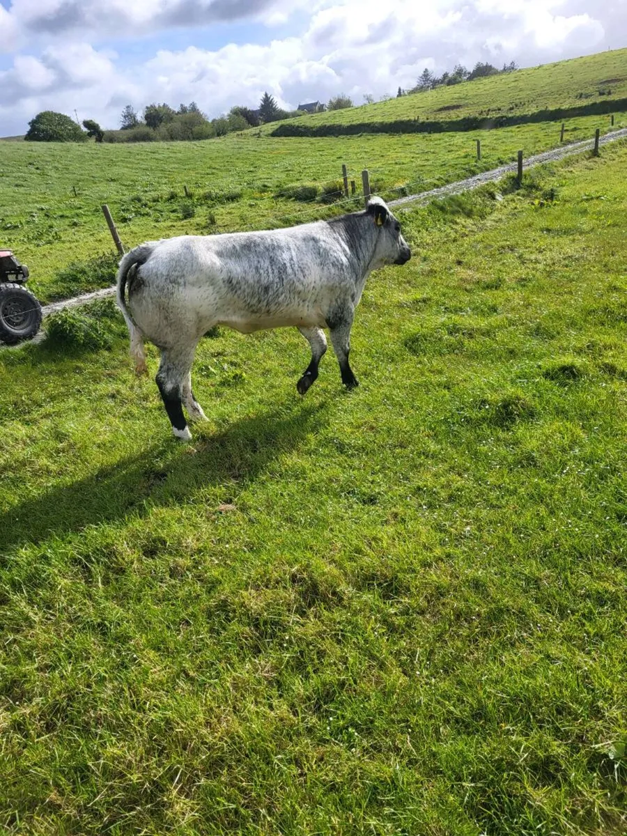 Bb heifer - Image 1