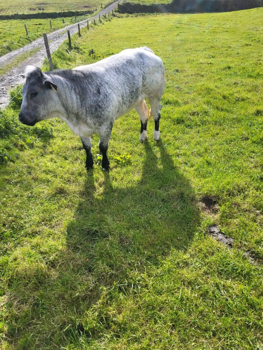 Bb heifer - Image 2