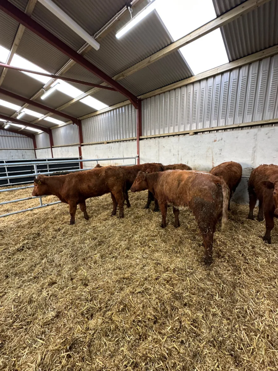 Saler heifers - Image 2