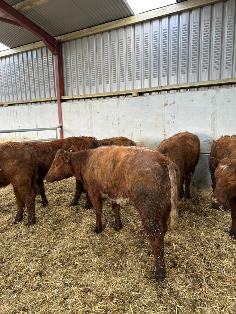 Saler heifers - Image 3