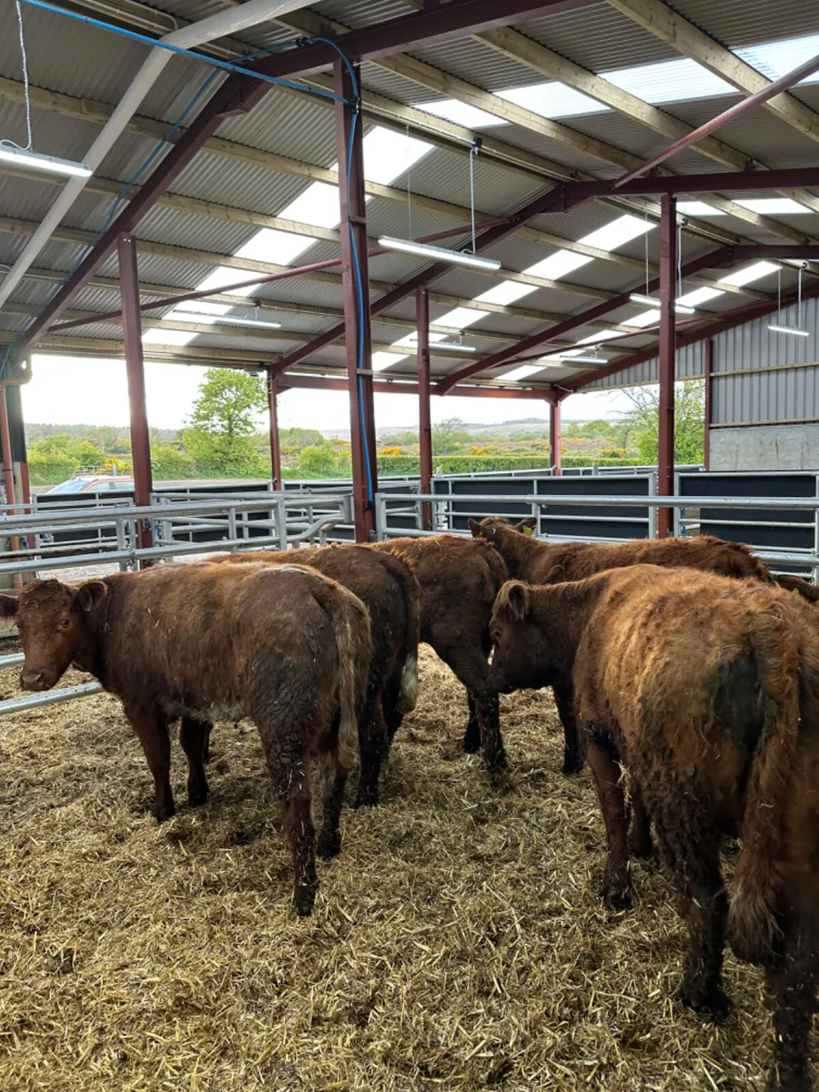 Saler heifers - Image 4