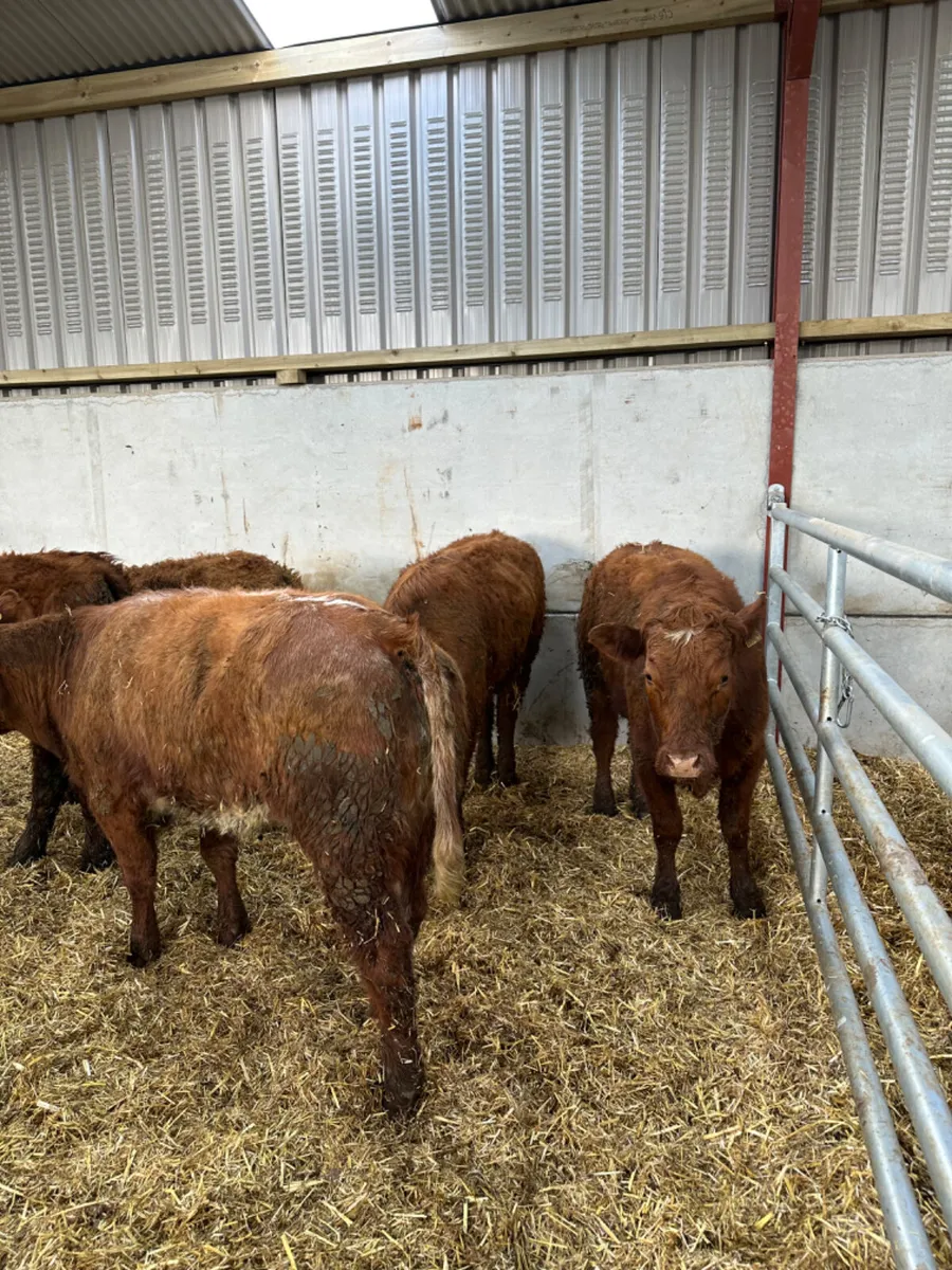 Saler heifers - Image 1
