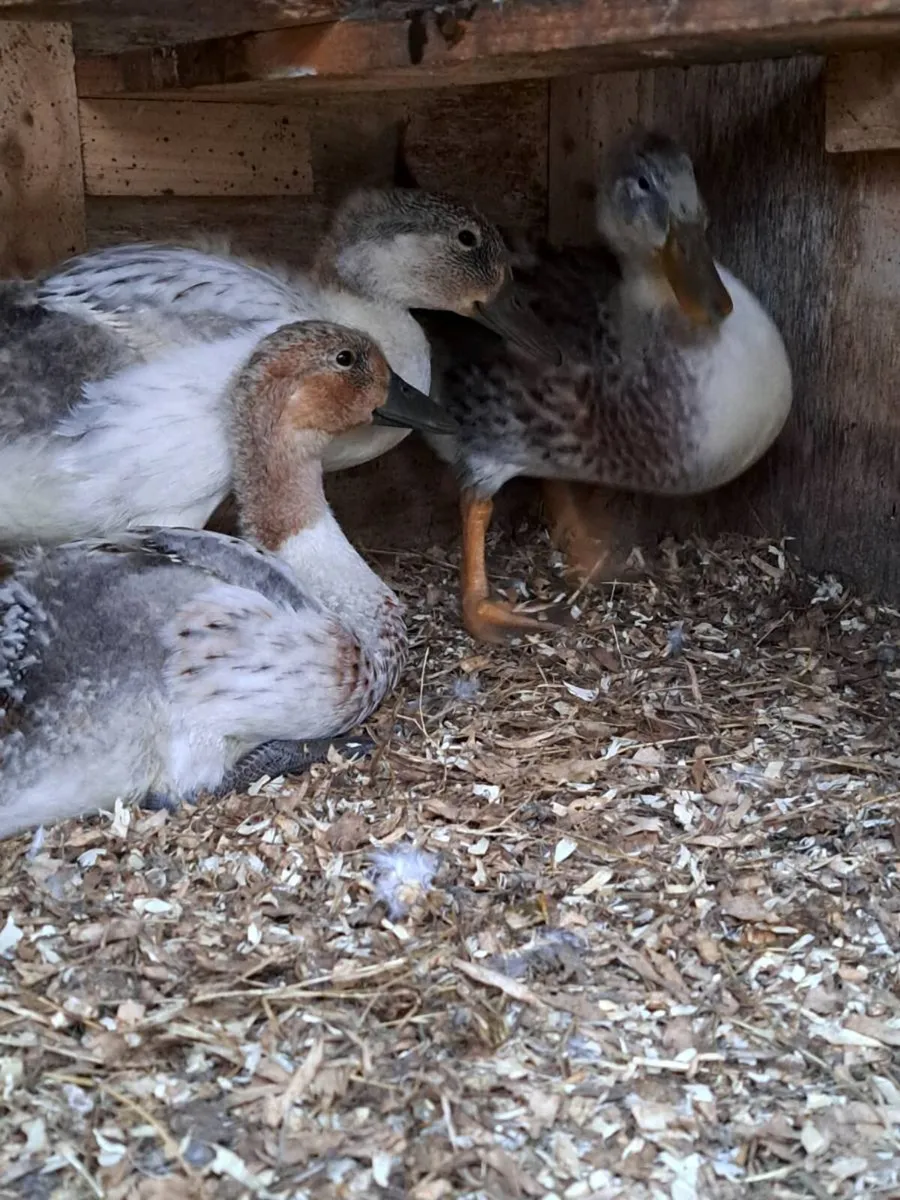 Ducklings & chicks - Image 3