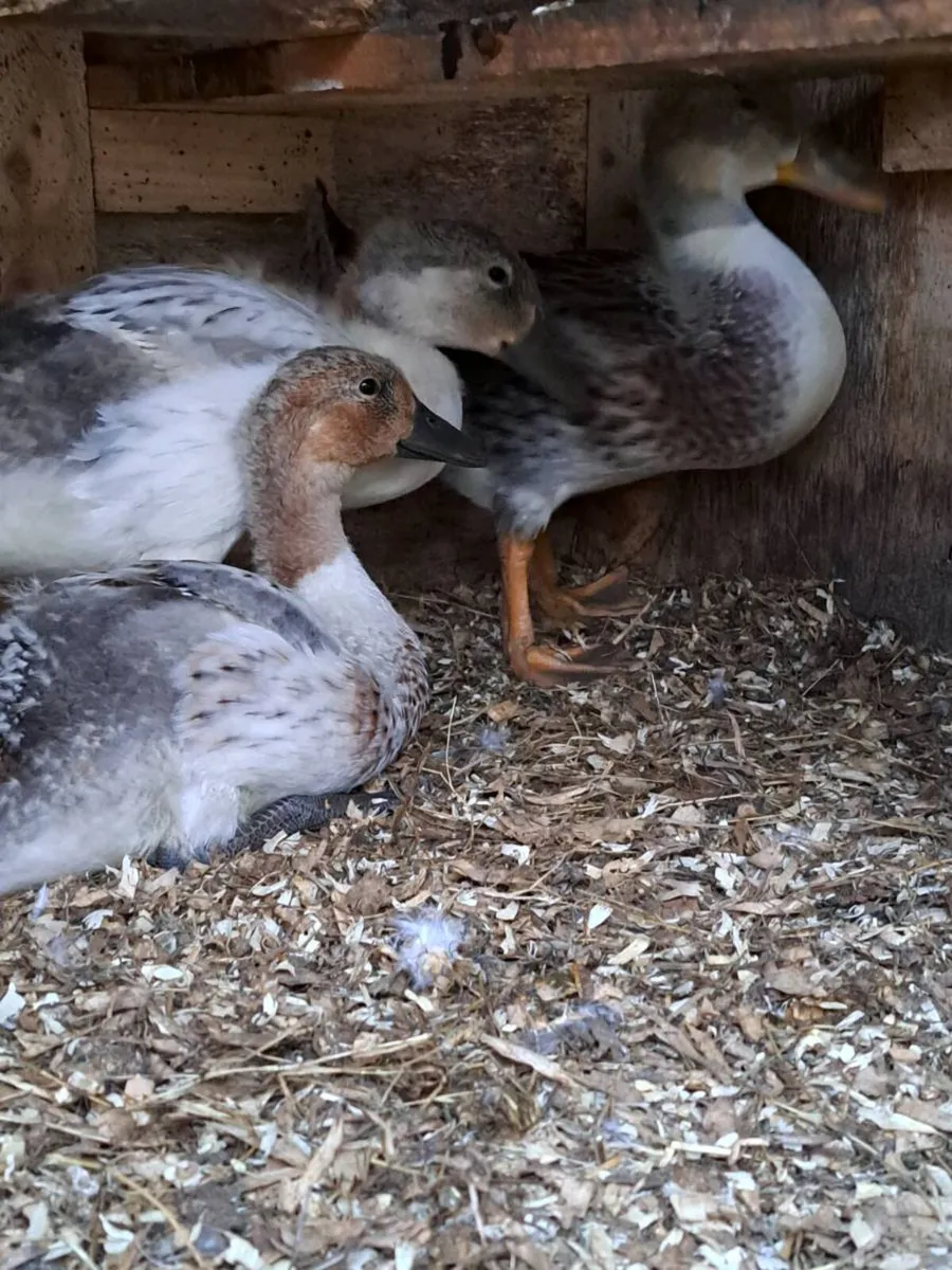 Ducklings & chicks - Image 4