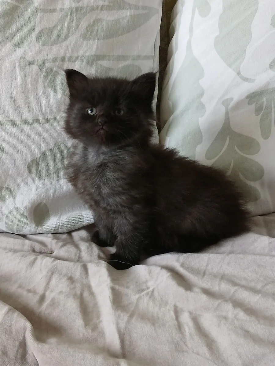 Maine coon mix kittens - Image 4