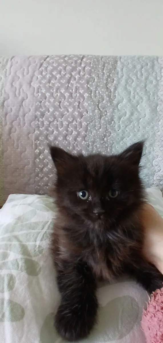 Maine coon mix kittens - Image 2