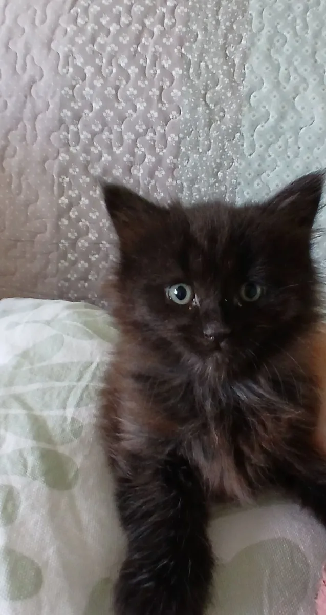Maine coon mix kittens - Image 3