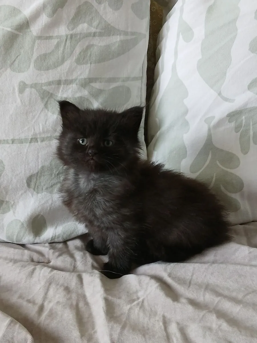 Maine coon mix kittens - Image 1