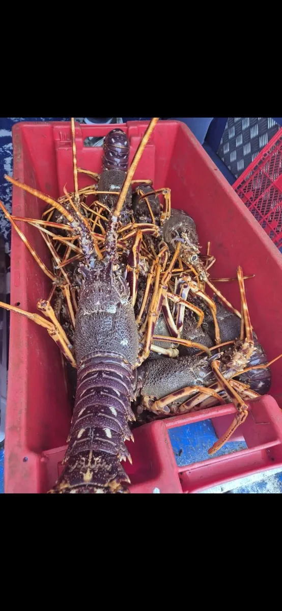 Lobster. Crayfish, velvet . Brown crab. - Image 1