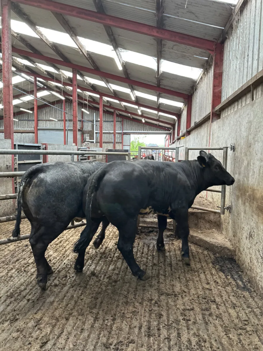 Blue grey roaned heifers - Image 4
