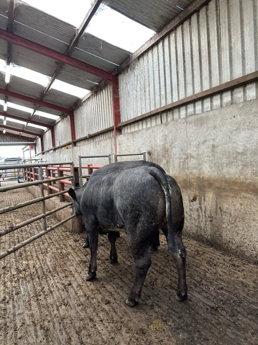Blue grey roaned heifers - Image 1