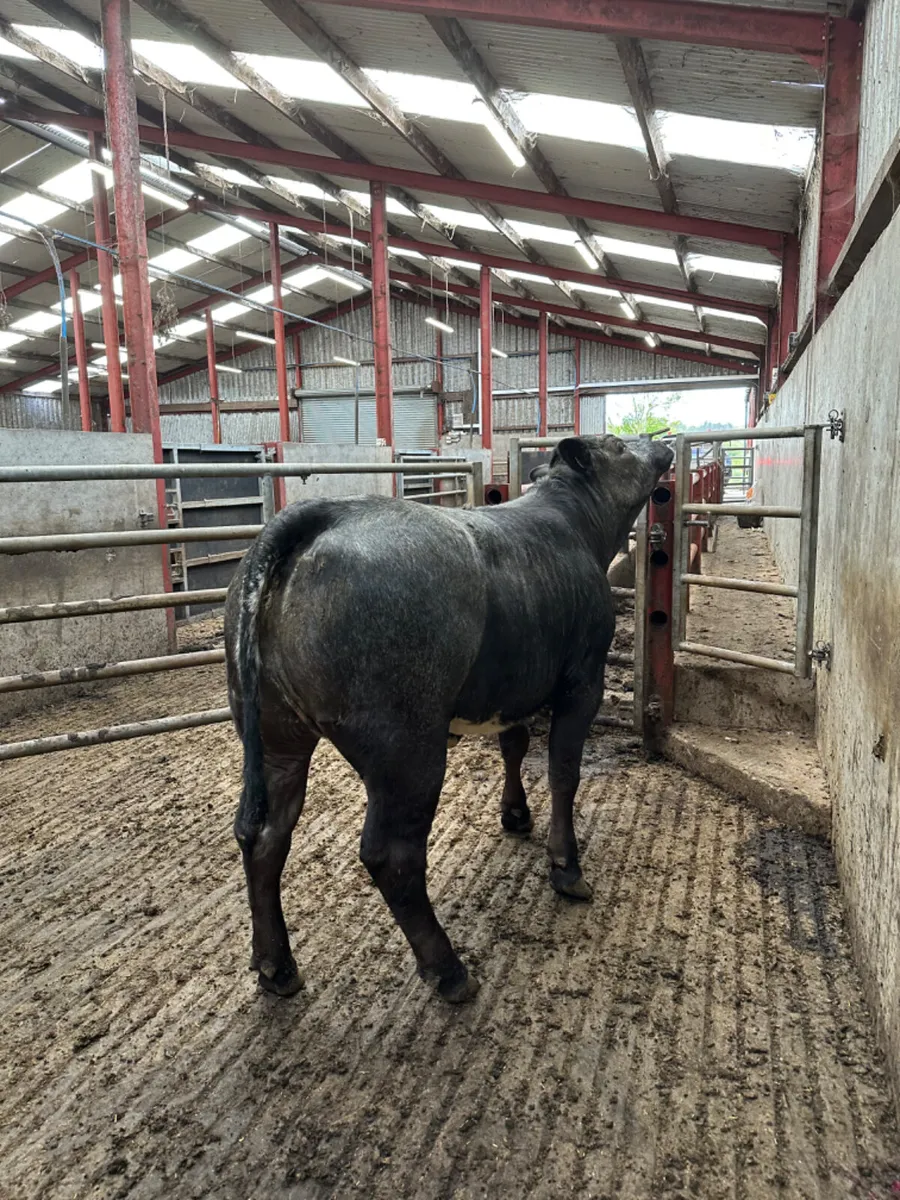 Blue grey roaned heifers - Image 2