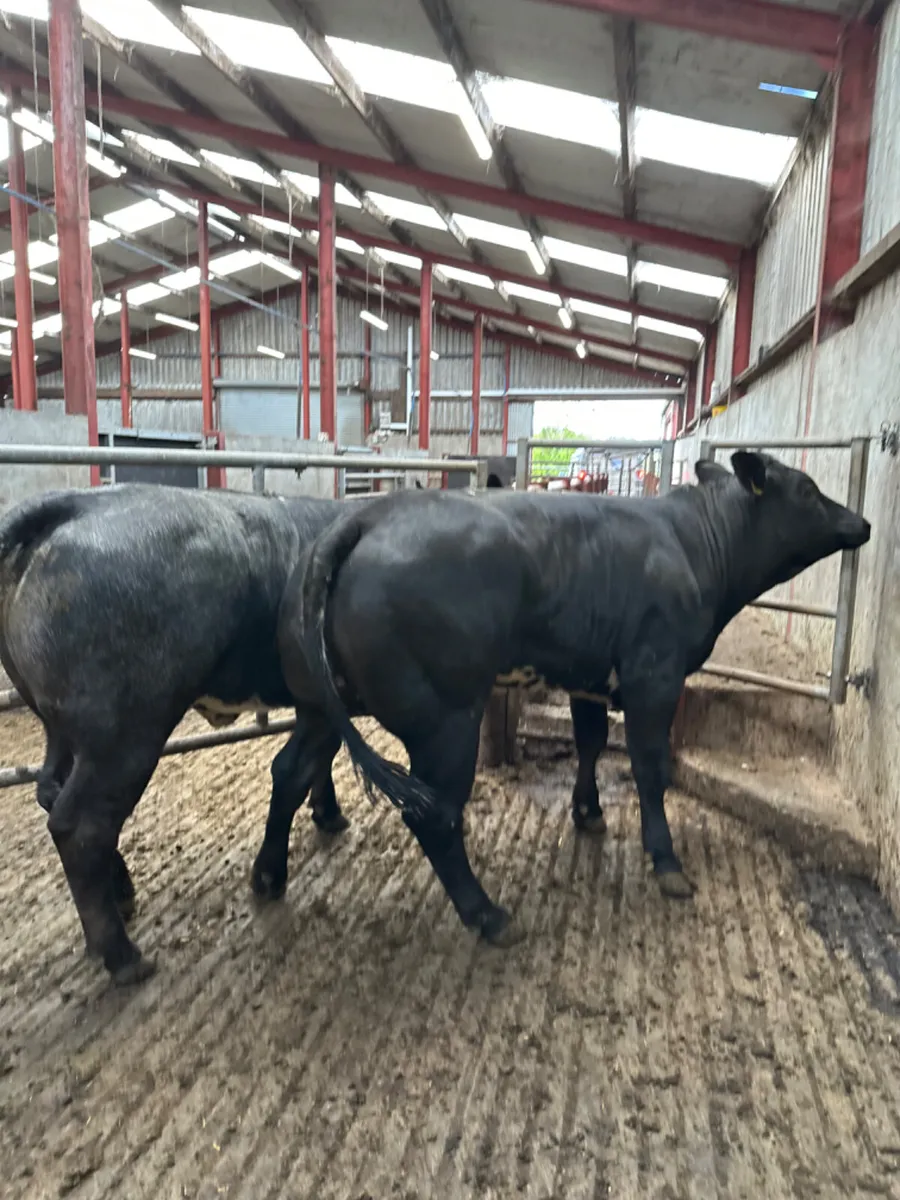 Blue grey roaned heifers - Image 3