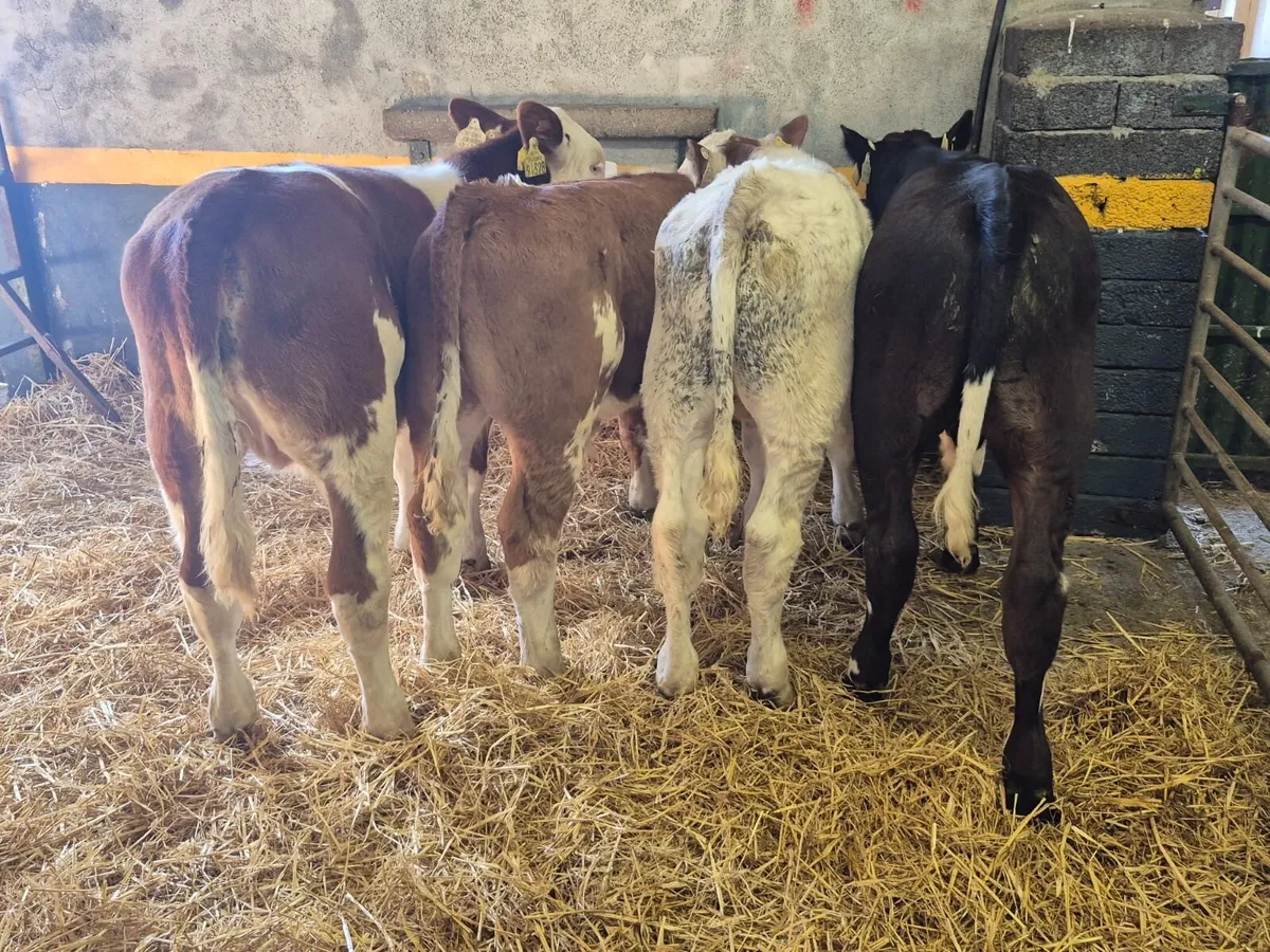 4 Continental Runners - Image 1