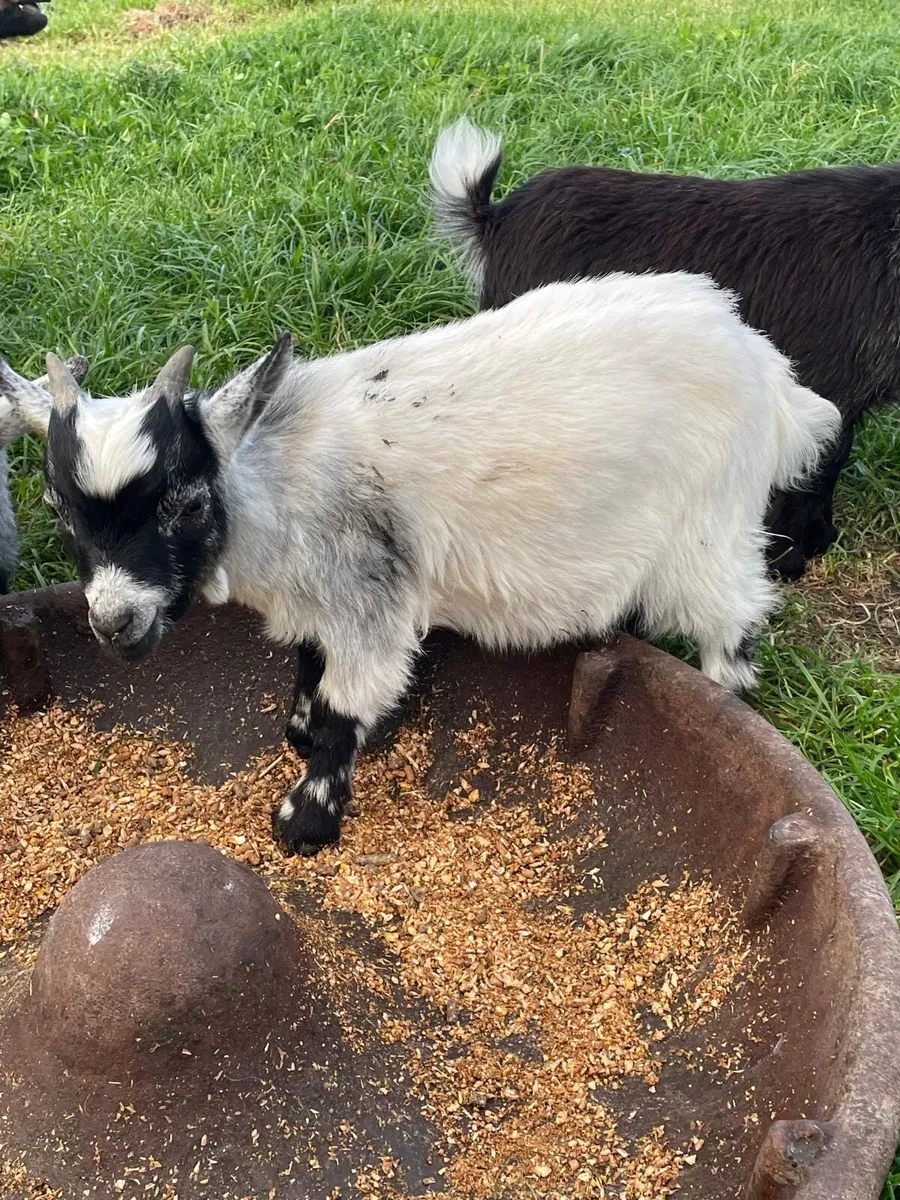 Goats - Image 3