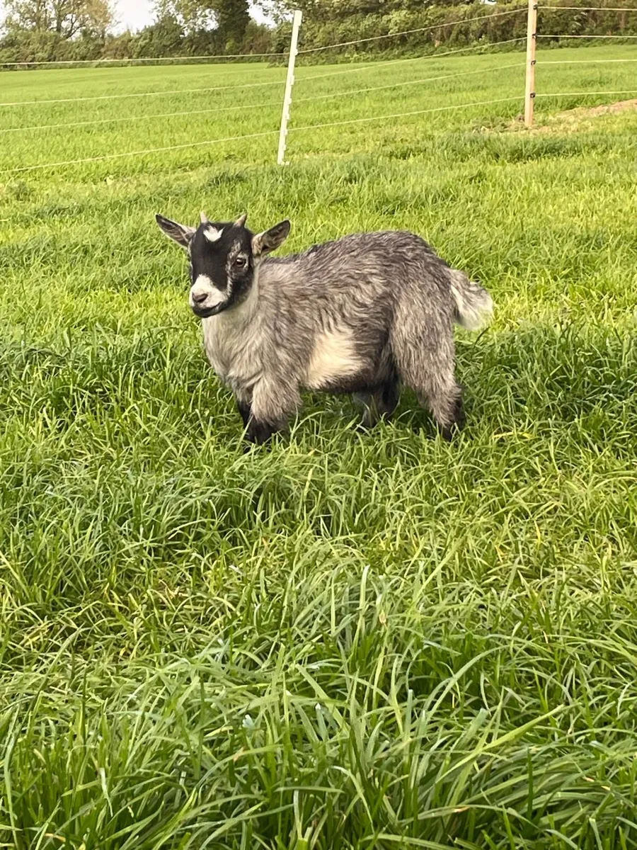 Goats - Image 4