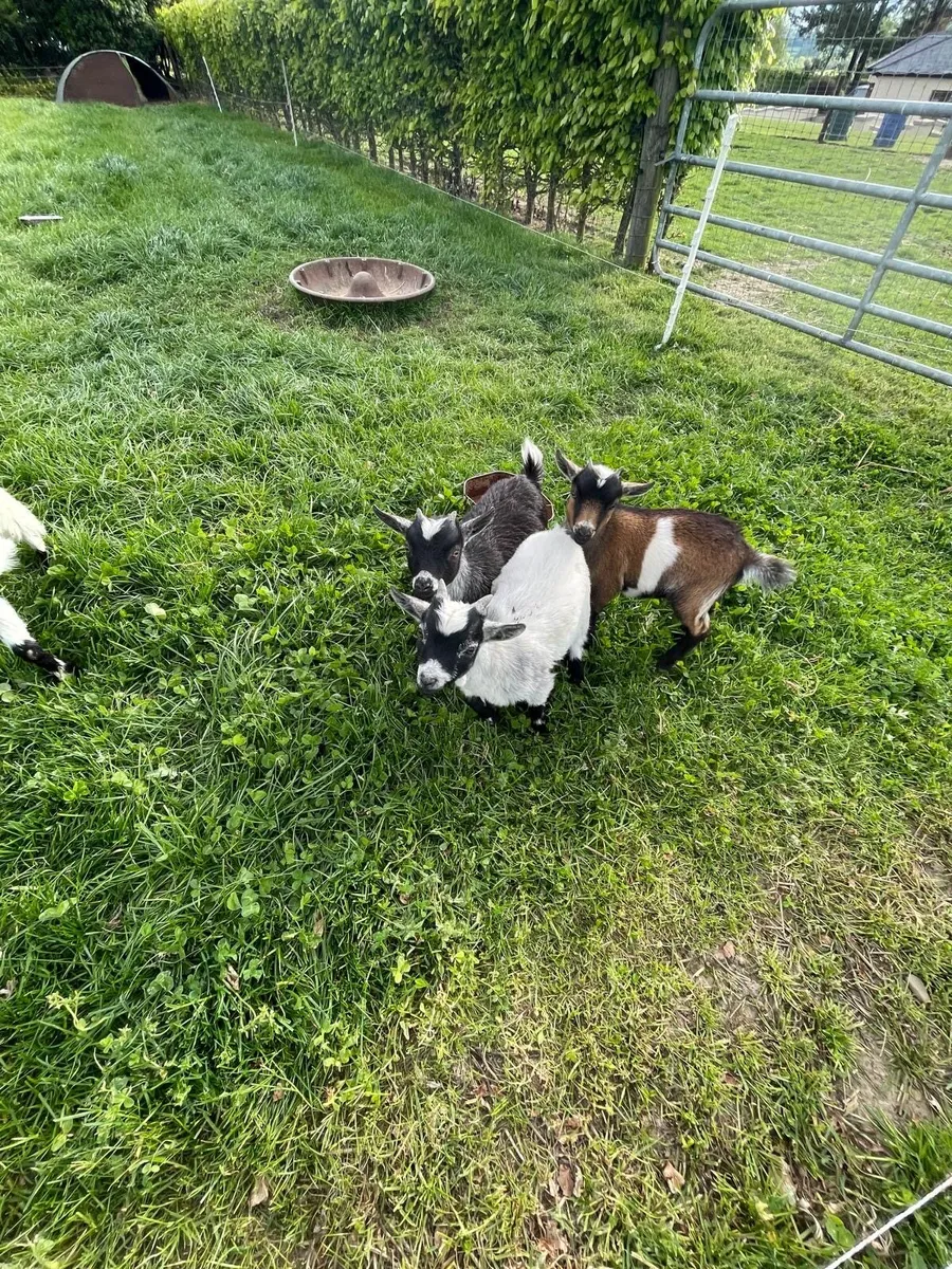Goats - Image 2