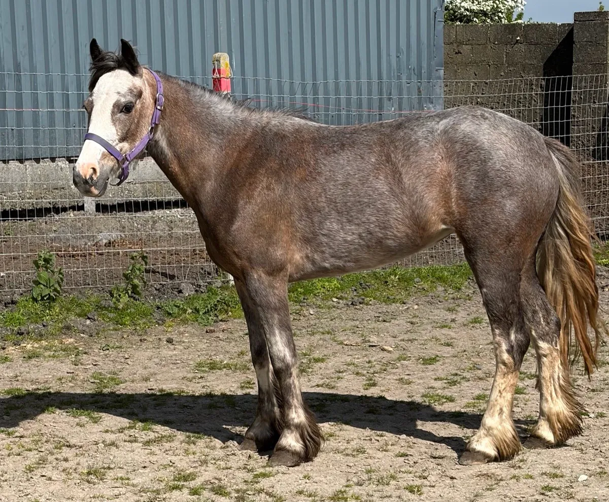 Full up 12.2hh mares 4 years old unbroken - Image 1
