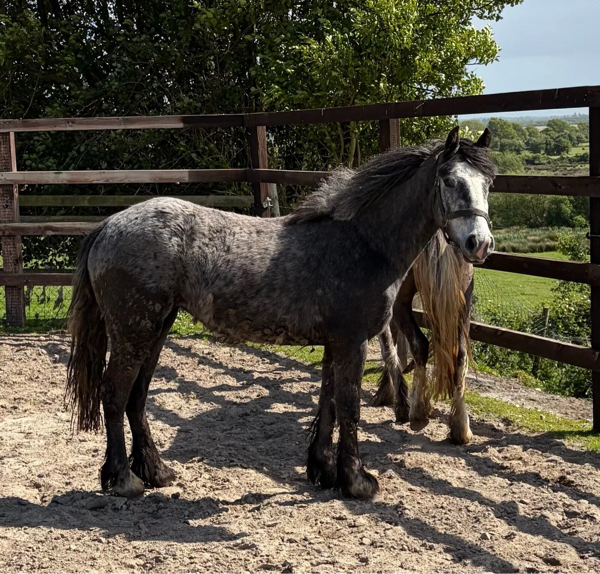 Full up 12.2hh mares 4 years old unbroken - Image 2